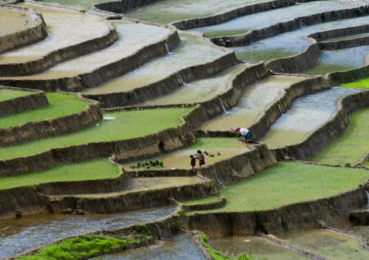 Sapa
